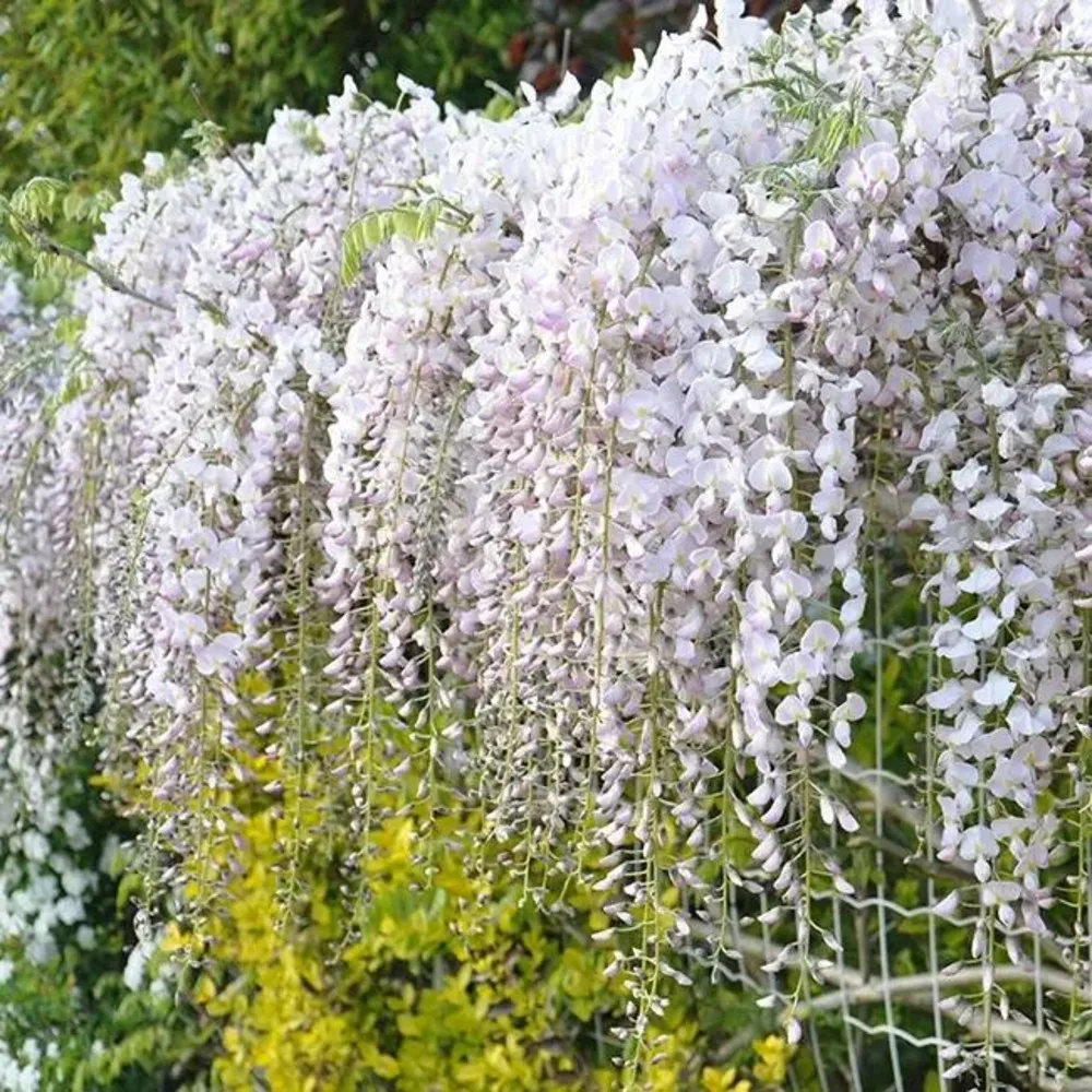 Glycine du japon 'rosea' - wisteria floribunda 3l - 90/120cm