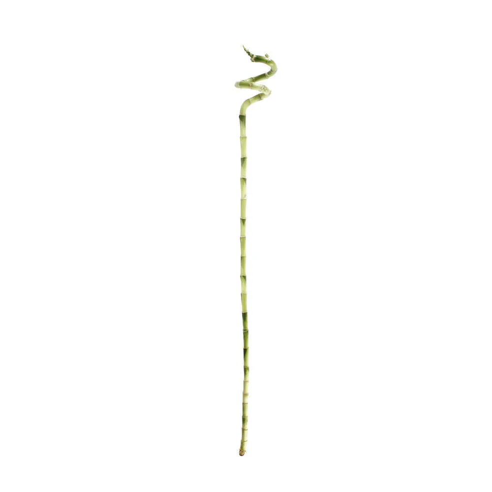 Lucky bambou : canne chinoise spiralée de 90 cm sans tube